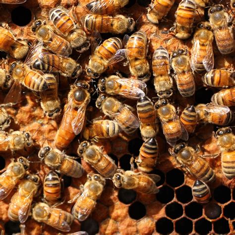 QUEENSPOTTING: HOW TO FIND YOUR QUEEN BEE - Beekeeping Like A Girl