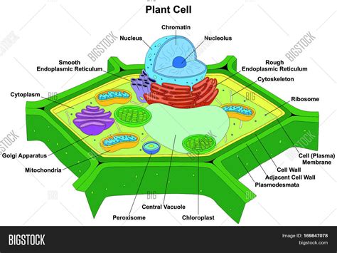 Plant Cell Anatomy Image & Photo (Free Trial) | Bigstock