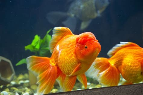 Oranda Goldfish Breed Guide: Care, Information, & Pictures