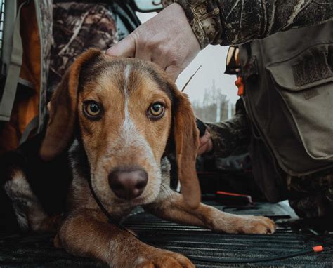 What-is-it-like-to-Hunt-Rabbits-with-Beagles-3 - Project Upland