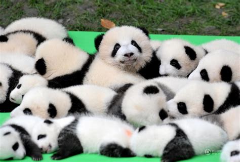 23 Panda Cubs on Display in Chengdu | Shanghai Daily