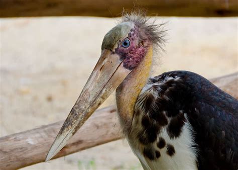 15 Ugly Facts About Africa's Marabou Stork (Leptoptilos crumeniferus ...