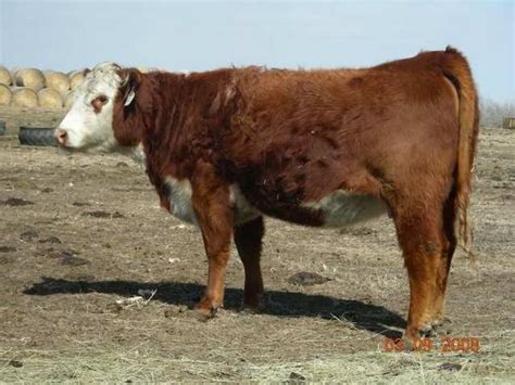 Need a bred Hereford heifer | CattleToday.com - Cattle, Cow & Ranching Community