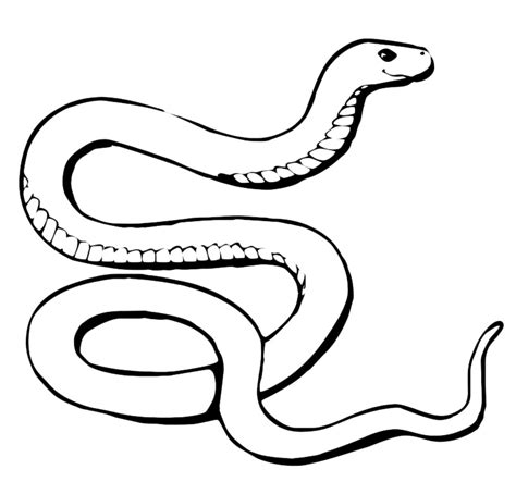 Animals - A snake very long