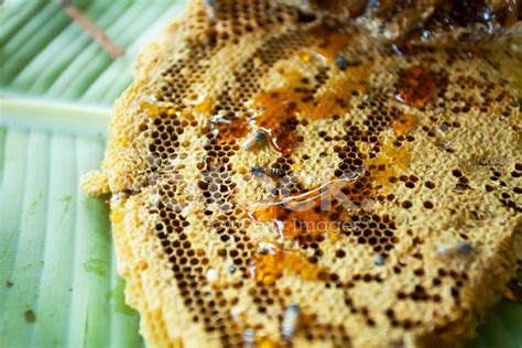 Close-Up Of Honeycomb Stock Photo | Royalty-Free | FreeImages