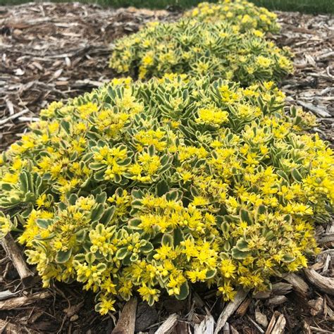 Sedum & Stonecrop: Growing & Care Guide | Garden Design