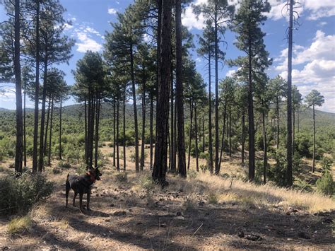 Rascal in the Prescott National Forest - Prescott, Arizona : r/hiking