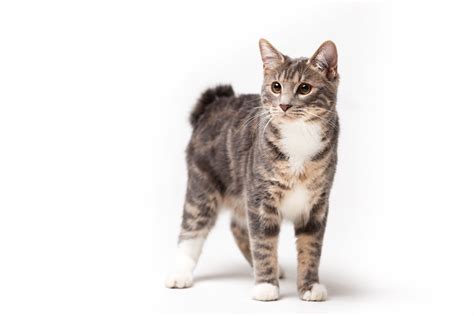 Kurilian Bobtail: Cat Breed Profile, Characteristics & Care