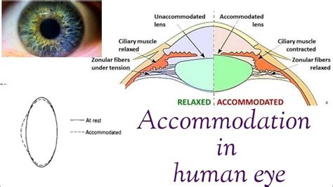 Lens Accommodation || Human eye || Made easy - YouTube