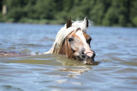 Can Horses Swim? – Equestrian Space