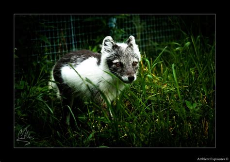 Arctic Fox Summer Coat by AmbientExposures on DeviantArt