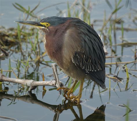 Florida Herons- New Jersey Bird Photos