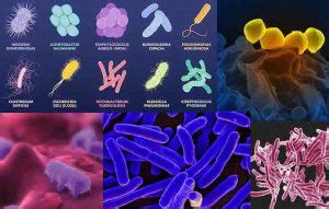 Bacteria - Definition, Structure, Types & Infections - Rs' Science