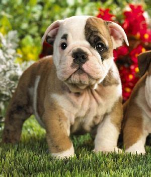 Toy Bulldog breed info,Pictures | American bulldog puppies, Cute bulldog puppies, English ...