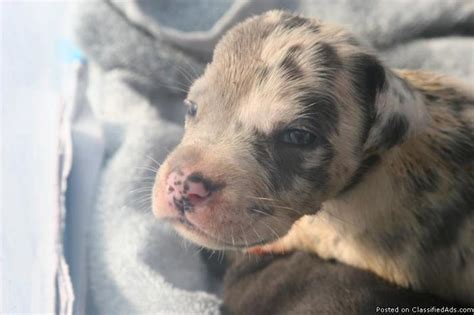 100% European Great Dane Puppies! for Sale in Everglades National Park ...