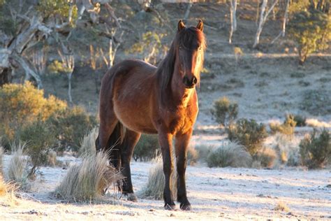 Brumbies battle: What to do with the wild horses of the Snowy Mountains - ABC News