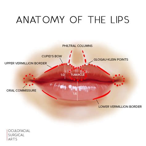 Lip Augmentation and Enhancement: Anatomy of a Perfect Pout