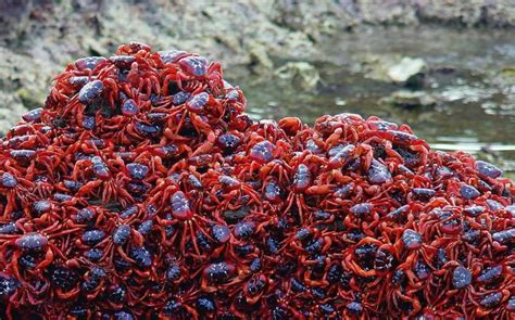 Each October at Christmas Island, Millions of Red Crabs Migrate From ...