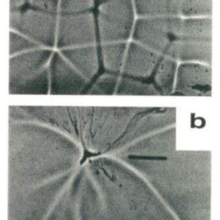 Lab experiment for convection with temperature-dependent | Download ...