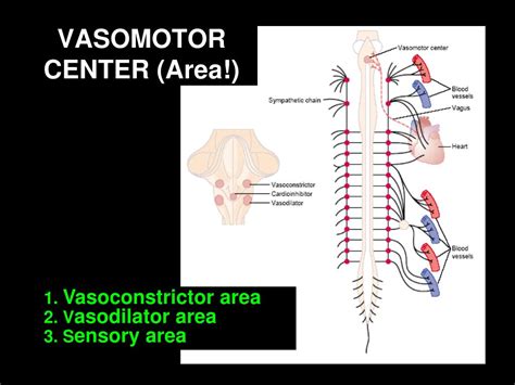 PPT - CARDIOVASCULAR PHYSIOLOGY BLOOD PRESSURE AND ITS REGULATION PowerPoint Presentation - ID ...