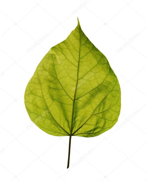 Catalpa leaf Stock Photo by ©Miiisha 2475256