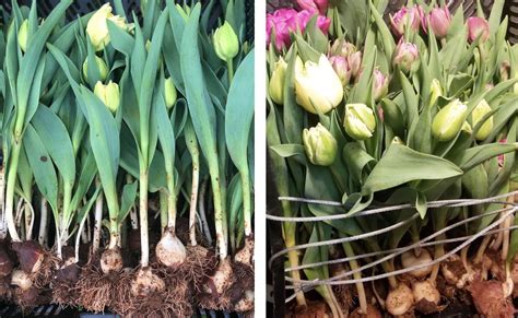 Do Tulip Bulbs Multiply Each Year at Dawn Fleming blog