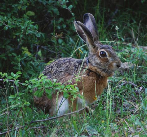 Italian hare, Lepus corsicanus. (central Italy; photo by Paola Di Luzio ...