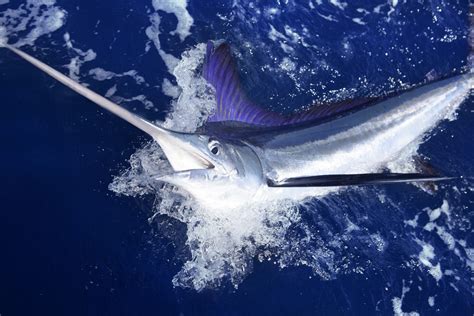 Offshore guides share their tips on this small, but popular, marlin