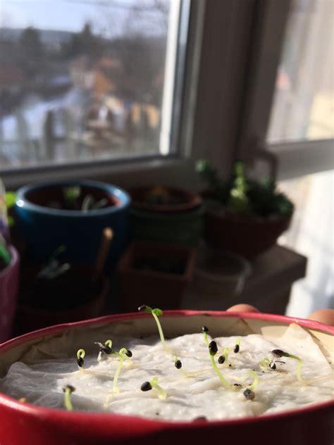 Germination - Tumblr Gallery