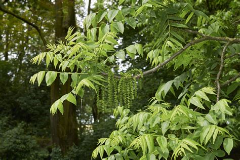 11 Species of Walnut Trees for North American Landscapes