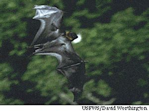 13 Animals That Have Recently Gone Extinct - Wildlife Informer (2023)