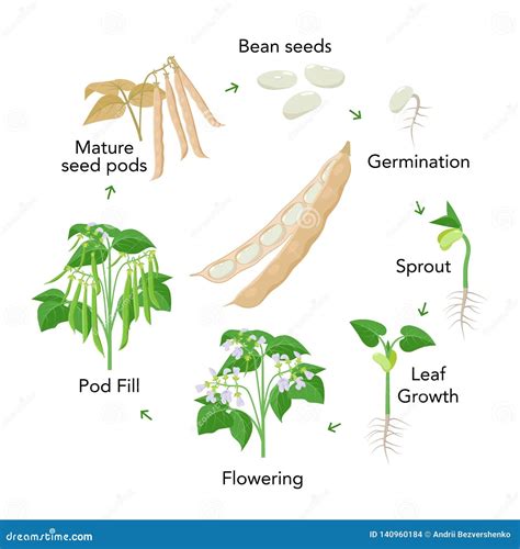 Bean Plant Growth Stages Infographic Elements In Flat Design. Planting ...