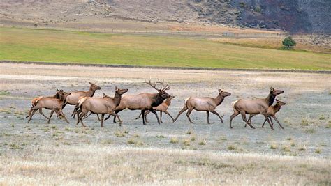 Wyoming Elk Herds Balloon Because They Know… | Cowboy State Daily