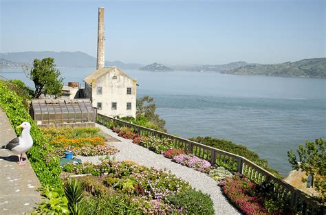 Alcatraz Garden | Alcatraz, San francisco travel, Garden