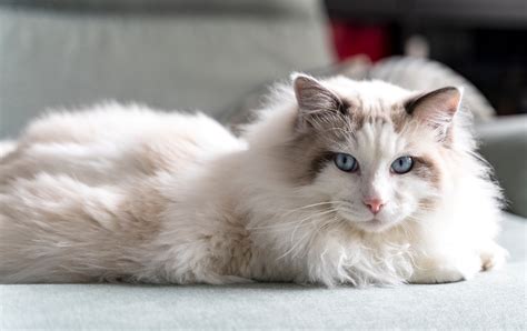 Ragdolls in Singapore: Traits, Care Tips and FAQs [+Fun Facts]