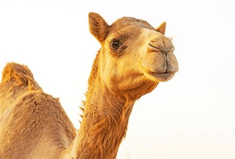 245+ Thousand Camel Royalty-Free Images, Stock Photos & Pictures ...