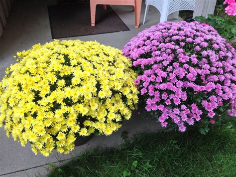 Yellow and Purple mums on my front porch