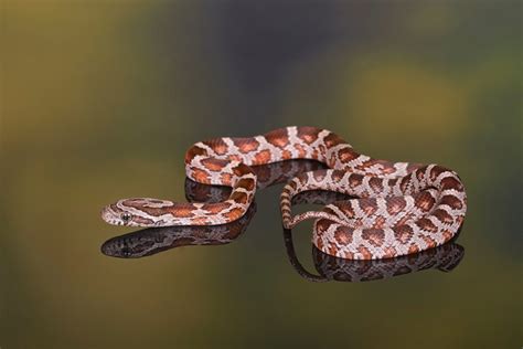 Hatchling Carolina Corn Snake (Pantherophis guttatus) | Coast To Coast ...