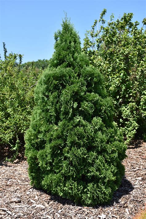 Holmstrup Arborvitae (Thuja occidentalis 'Holmstrup') in Milwaukee Brookfield Waukesha New ...