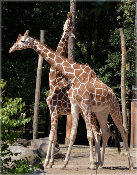 Long Neck Giraffe 3 Free Stock Photo - Public Domain Pictures