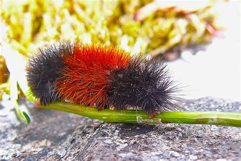 Red & Black Caterpillar | Very colorful and I rescued him fr… | Flickr