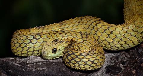 18 Best images about atheris hispida on Pinterest | Posts, Africa and Slug