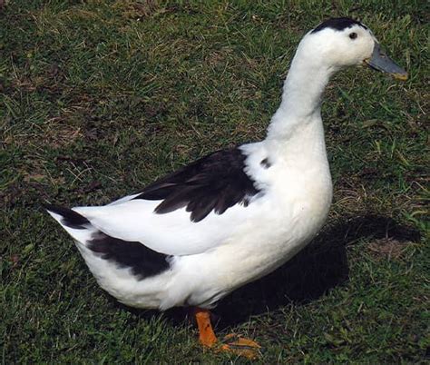 Magpie Ducklings - Florida Reptiles