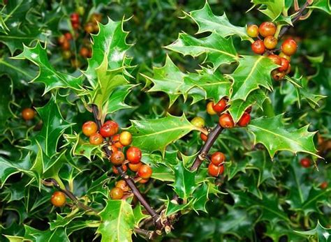 Are Holly Berries Poisonous | As*****@***** | Holly berries, Berries ...