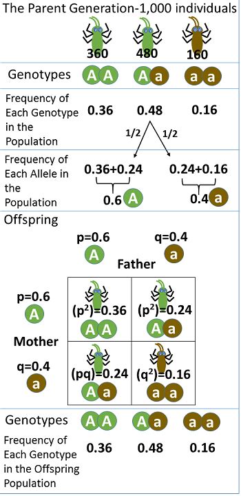 Hardy-Weinberg Equilibrium | Equation & Evolutionary Agents - Lesson | Study.com