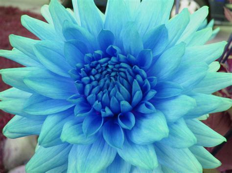 Blue Dahlia by DianeWeed on DeviantArt