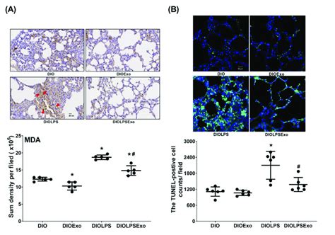 (A) Representative microscopic images of malondialdehyde (MDA ...