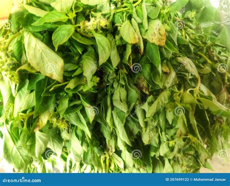 Daun Kemangi Photos - Free & Royalty-Free Stock Photos from Dreamstime