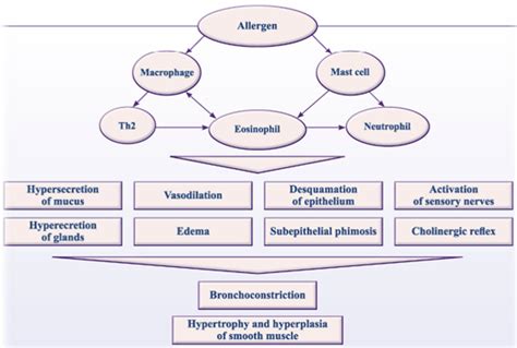 Bronchial Asthma: Etiology, Pathophysiology, Diagnosis and Management