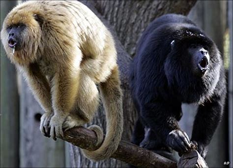 The Black Howler Monkey | Habitat, Feeding Habits and More | hubpages